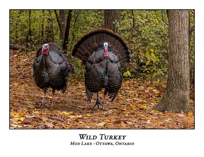 Wild Turkey-023