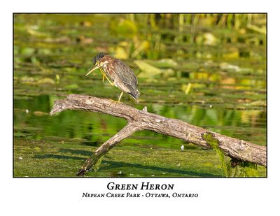 Green Heron-057