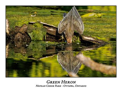 Green Heron-058