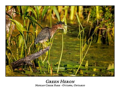 Green Heron-060