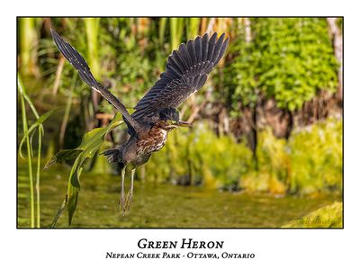 Green Heron-061
