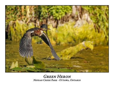 Green Heron-062