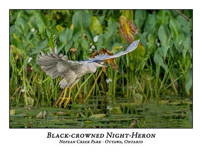 Black-crowned Night-Heron-031