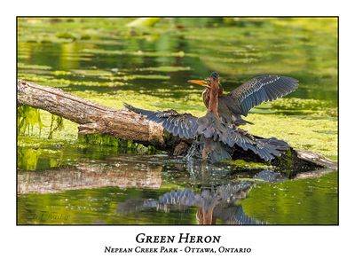 Green Heron-067