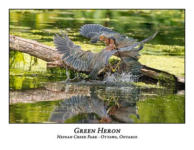 Green Heron-068