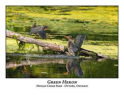 Green Heron-070