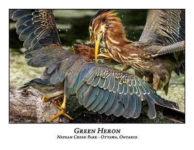 Green Heron-071