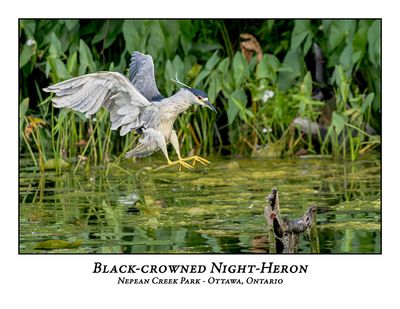 Black-crowned Night-Heron-032