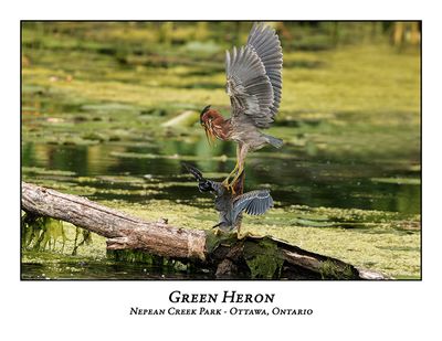 Green Heron-072