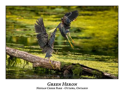 Green Heron-073