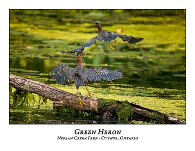 Green Heron-074