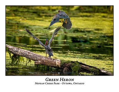 Green Heron-075