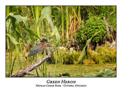 Green Heron-077