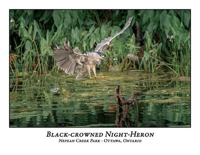 Black-crowned Night-Heron-033