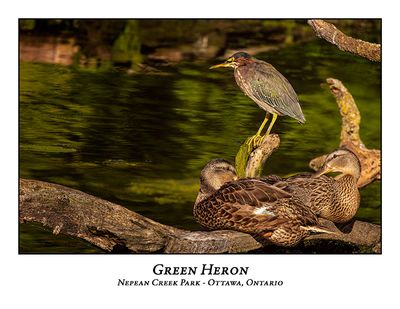 Green Heron-078