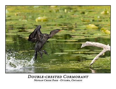 Double-crested Cormorant-016