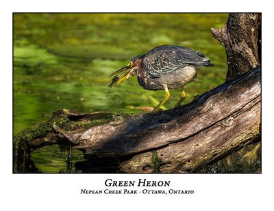 Green Heron-079