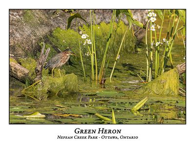 Green Heron-080