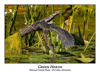 Green Heron-082