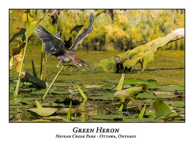 Green Heron-084
