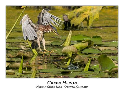 Green Heron-085