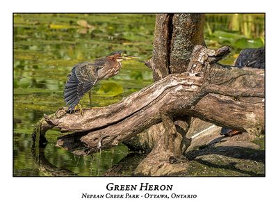 Green Heron-088