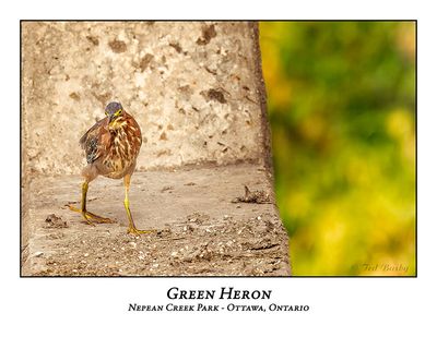 Green Heron-089