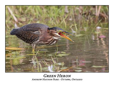 Green Heron-090