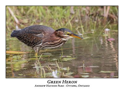 Green Heron-091