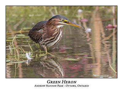 Green Heron-092