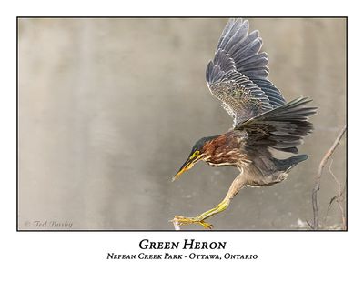 Green Heron-096