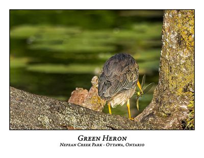 Green Heron-097