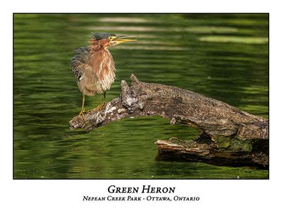 Green Heron-098