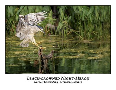 Black-crowned Night-Heron-034