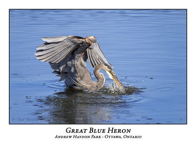 Great Blue Heron-100