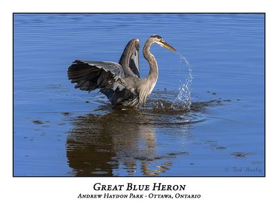 Great Blue Heron-101