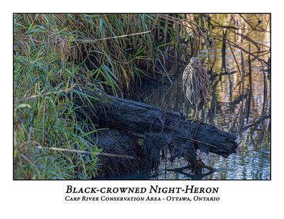 Black-crowned Night-Heron-035