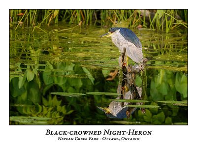 Black-crowned Night-Herons