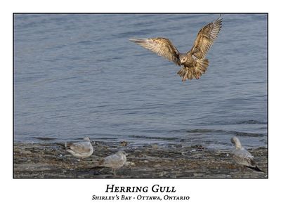 Herring Gulls