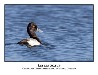 Lesser Scaups