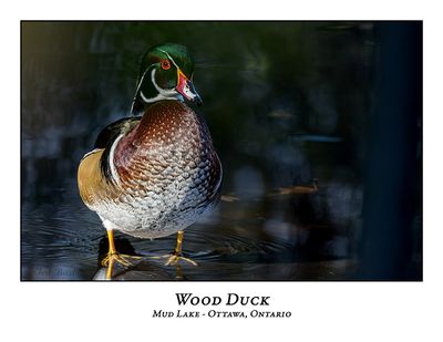 Wood Duck-039