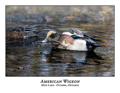 American Wigeon-010