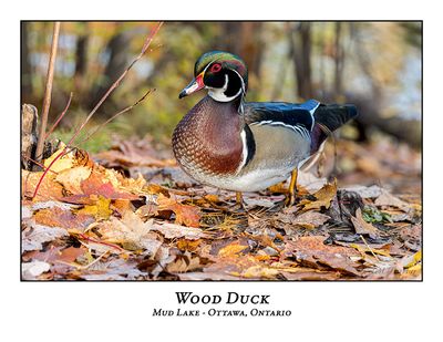Wood Duck-040