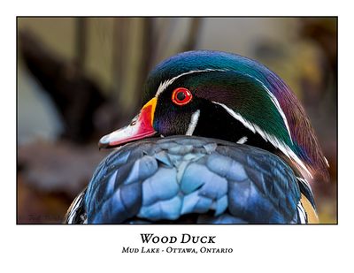Wood Ducks