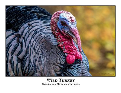 Wild Turkey-024