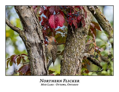 Northern Flicker-017