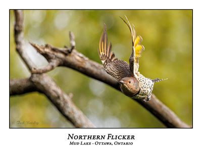 Northern Flicker-018