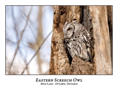 Eastern Screech Owl-071