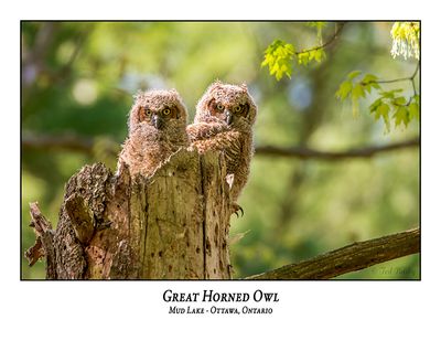 Great Horned Owl-070