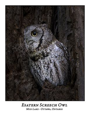 Eastern Screech Owl-073